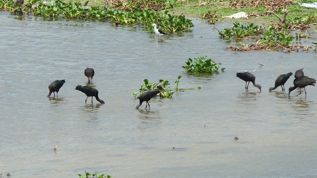 Glossy Ibis - ML621997508