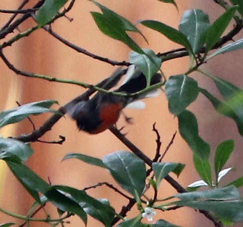 Slate-throated Redstart - ML621997520