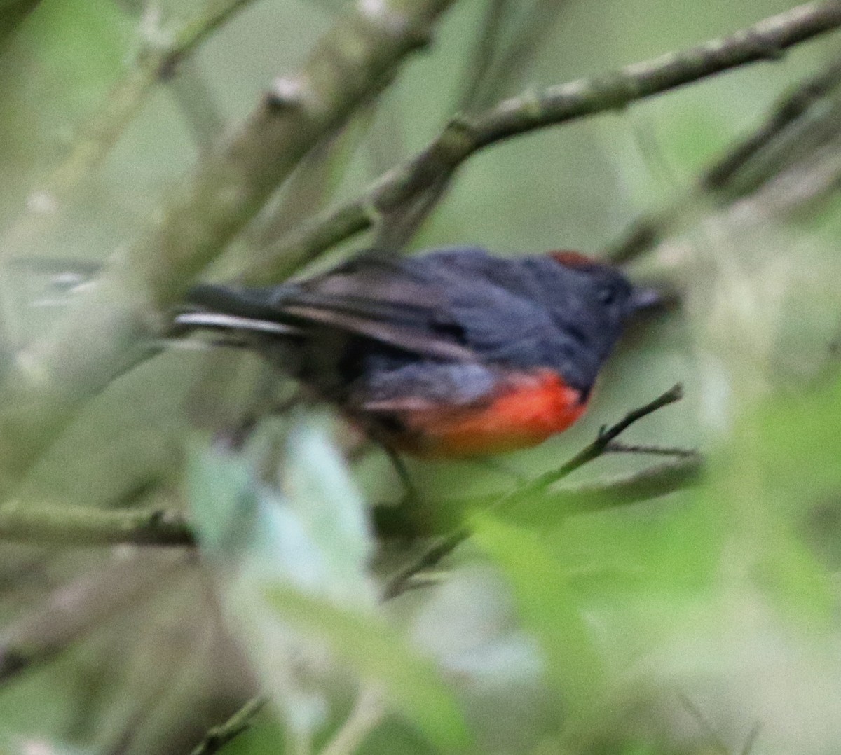 Slate-throated Redstart - ML621997524