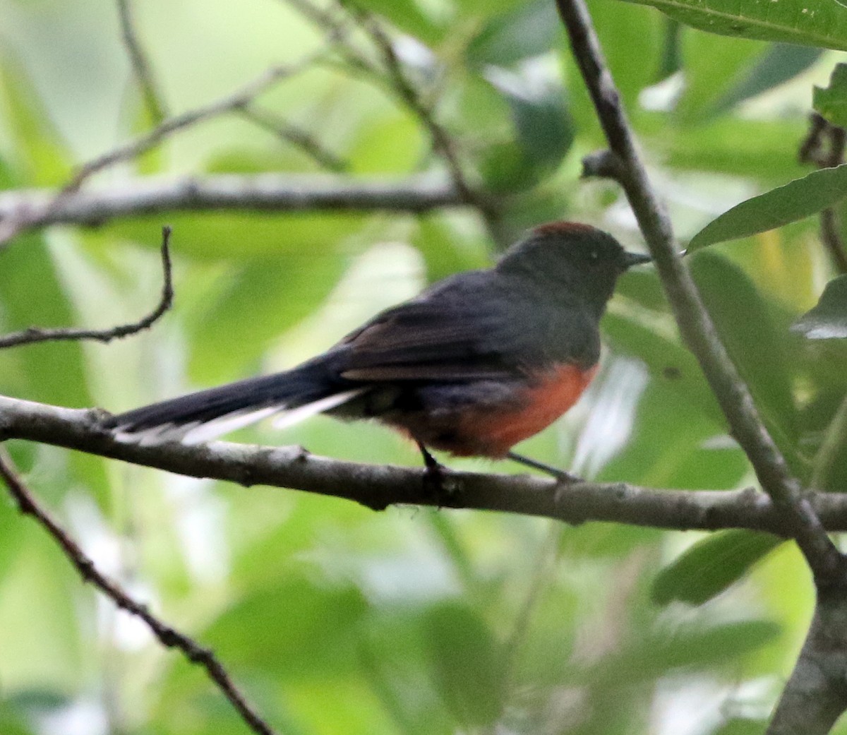 Slate-throated Redstart - ML621997526
