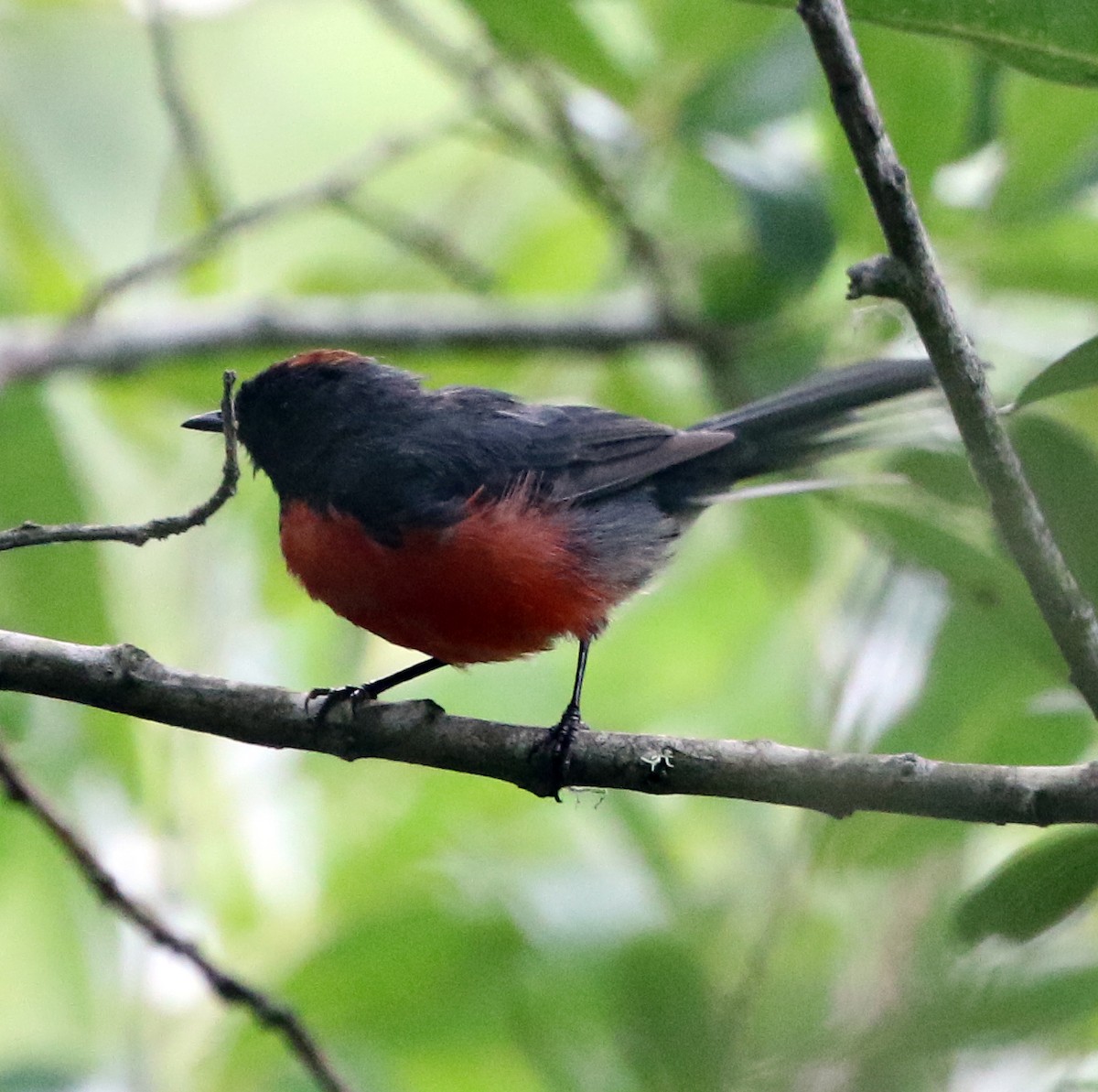 Slate-throated Redstart - ML621997534