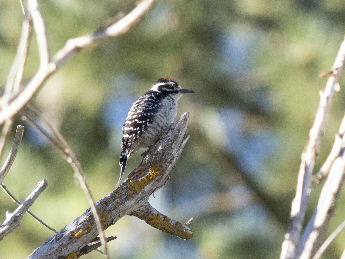 Nuttall's Woodpecker - ML621997625