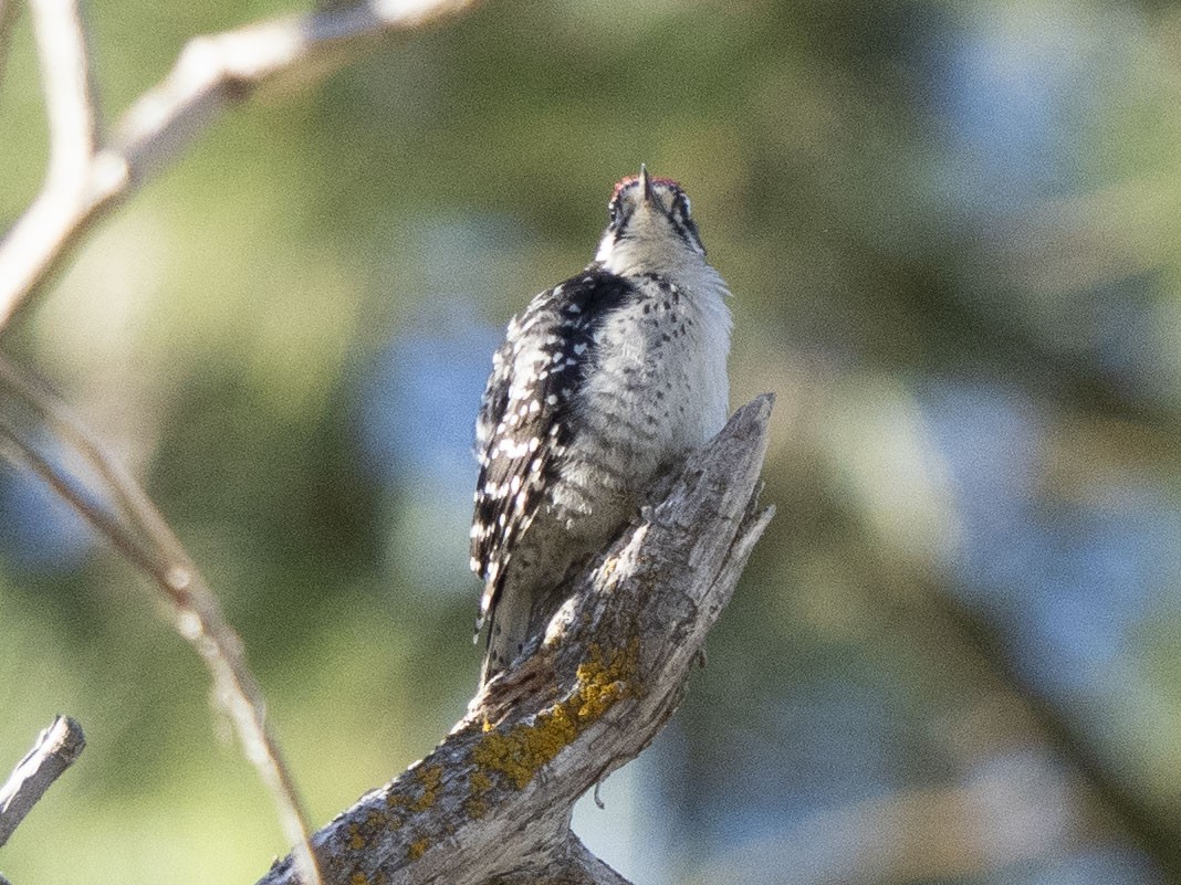 Nuttall's Woodpecker - ML621997630