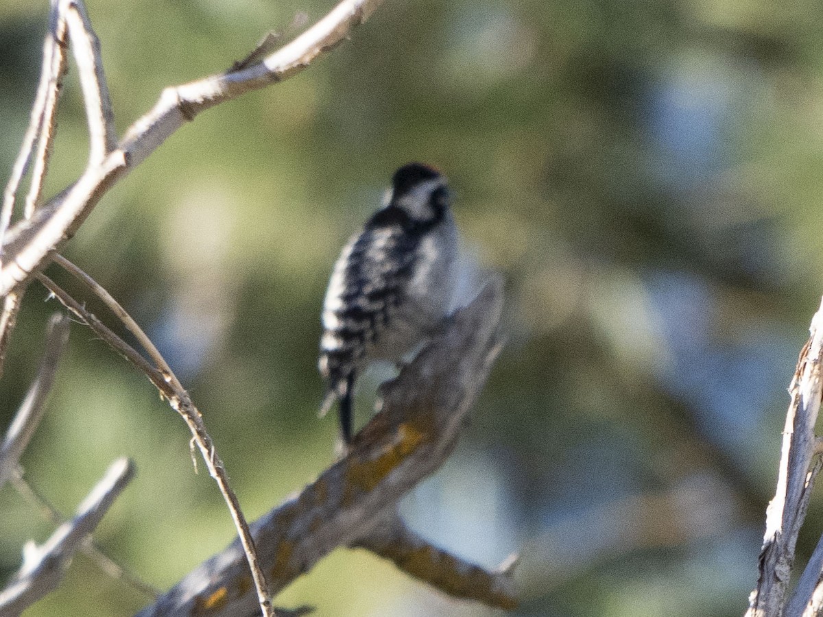 Nuttall's Woodpecker - ML621997651