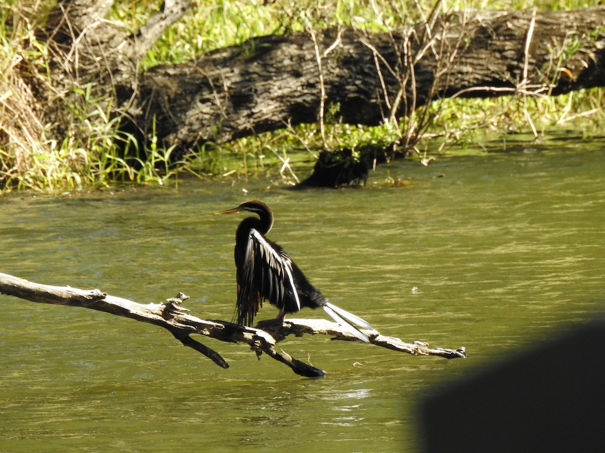 Australasian Darter - ML621997673