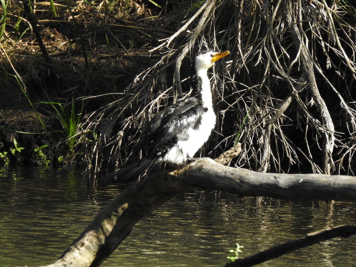 Little Pied Cormorant - ML621997676