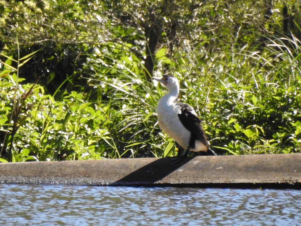 Pied Cormorant - ML621997678