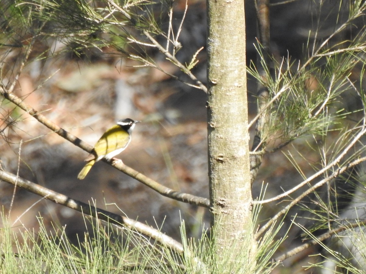 White-throated Honeyeater - ML621997682