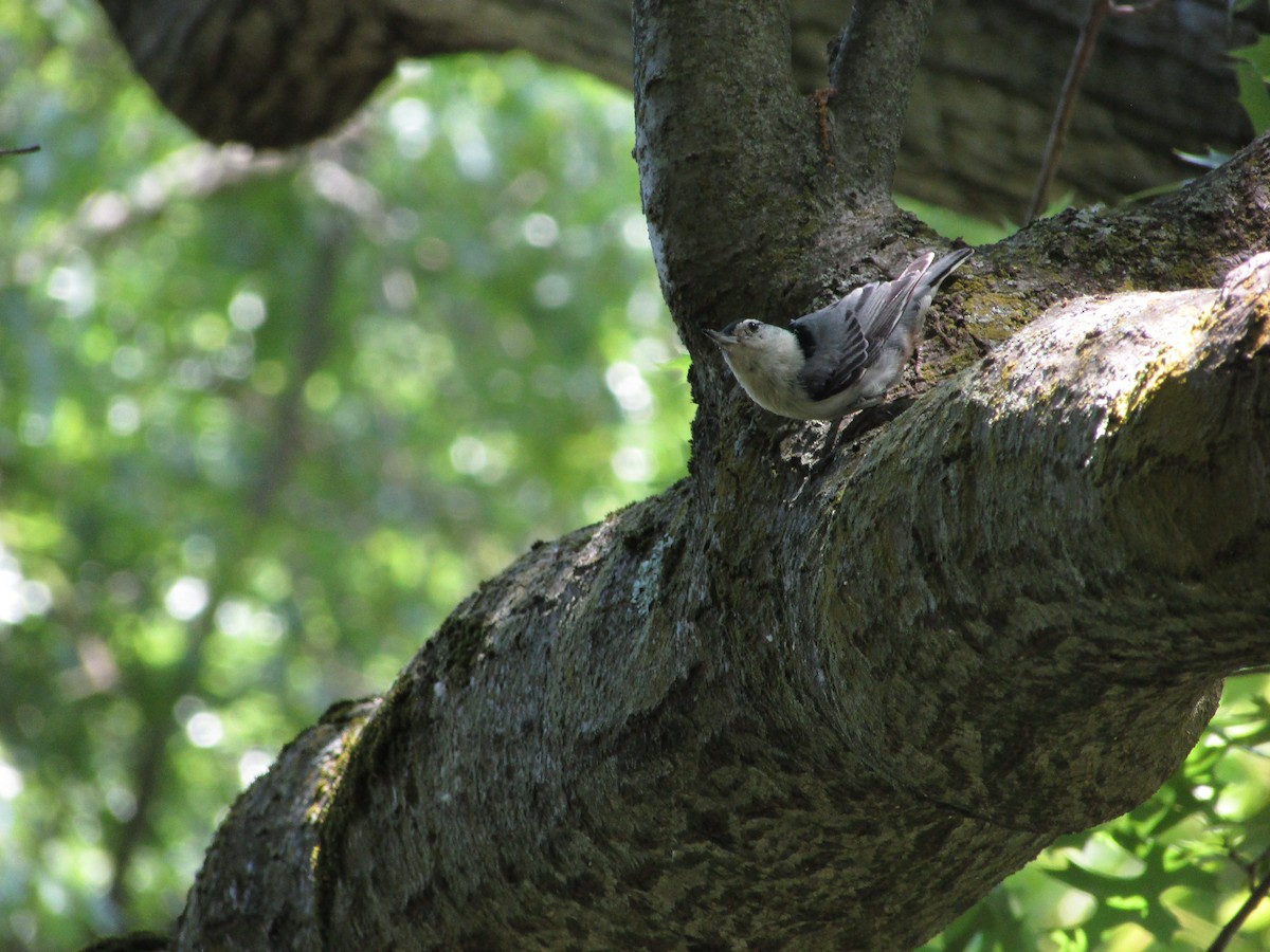 White-breasted Nuthatch - ML621997732