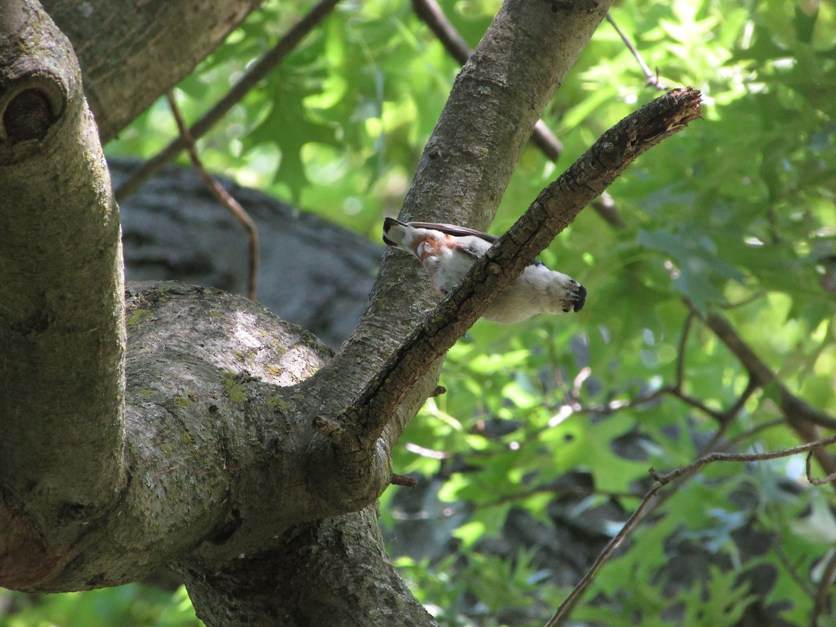 White-breasted Nuthatch - ML621997737