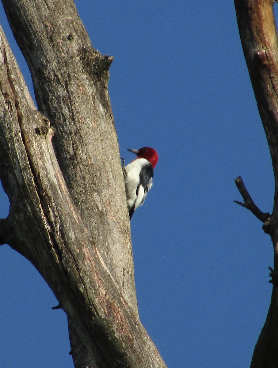 Pic à tête rouge - ML621997765