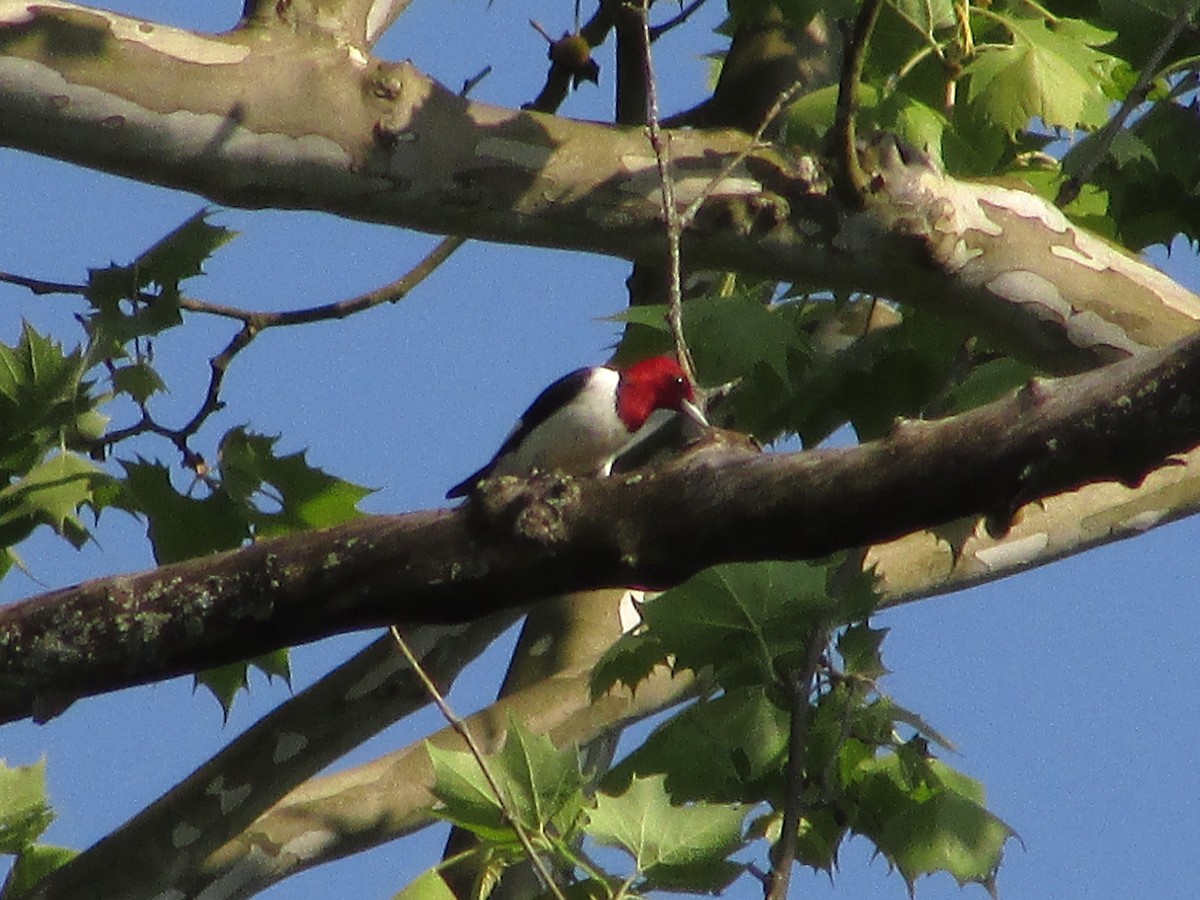Red-headed Woodpecker - ML621997771