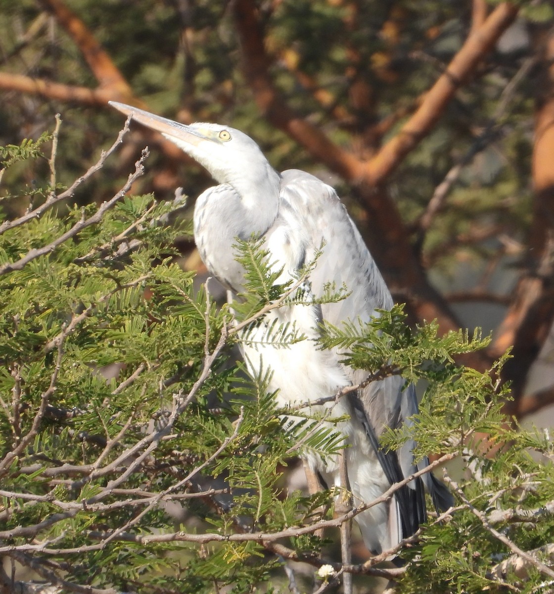 Gray Heron - ML621997833