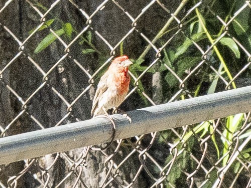 House Finch - ML621997837