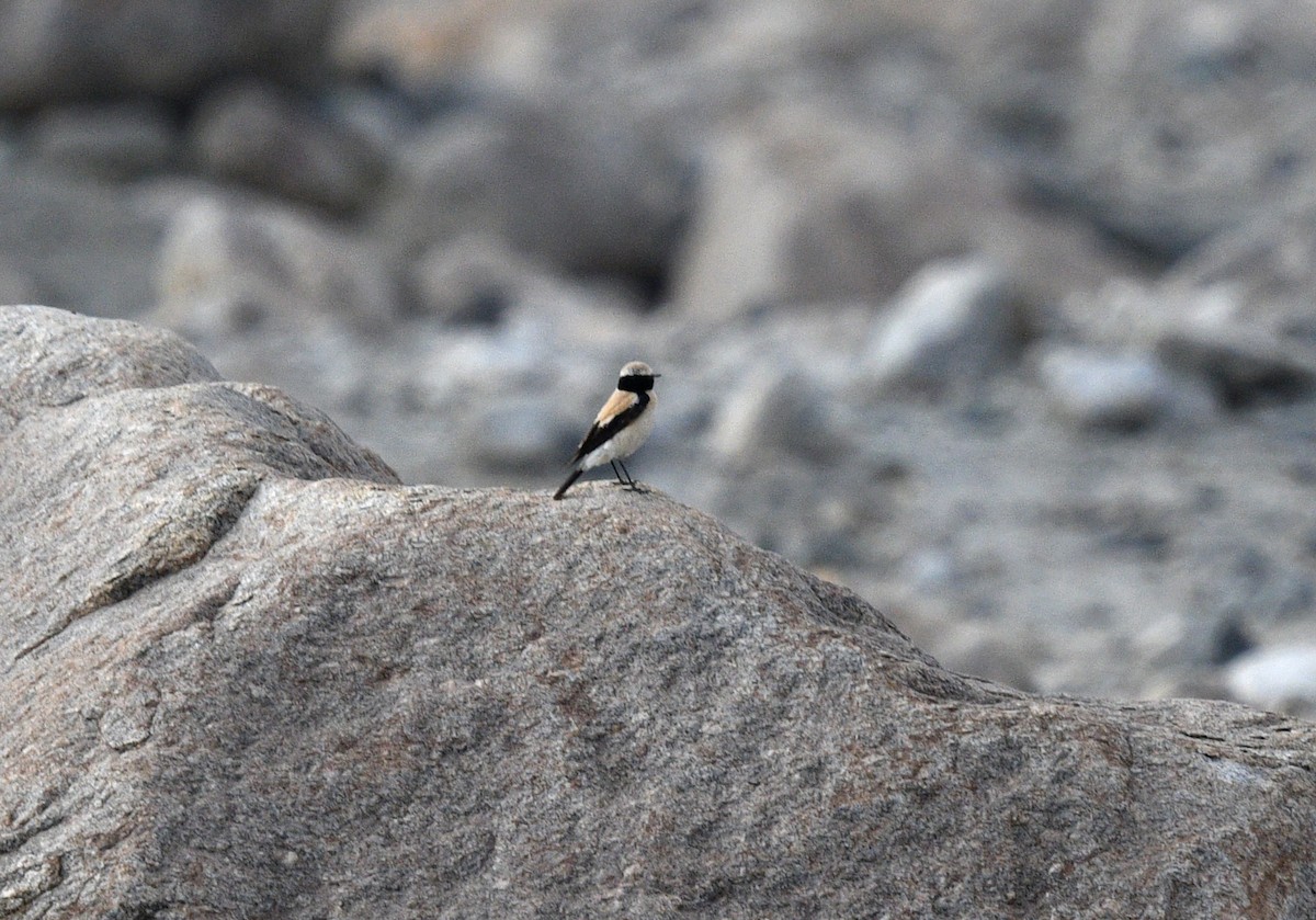 Desert Wheatear - ML621997841