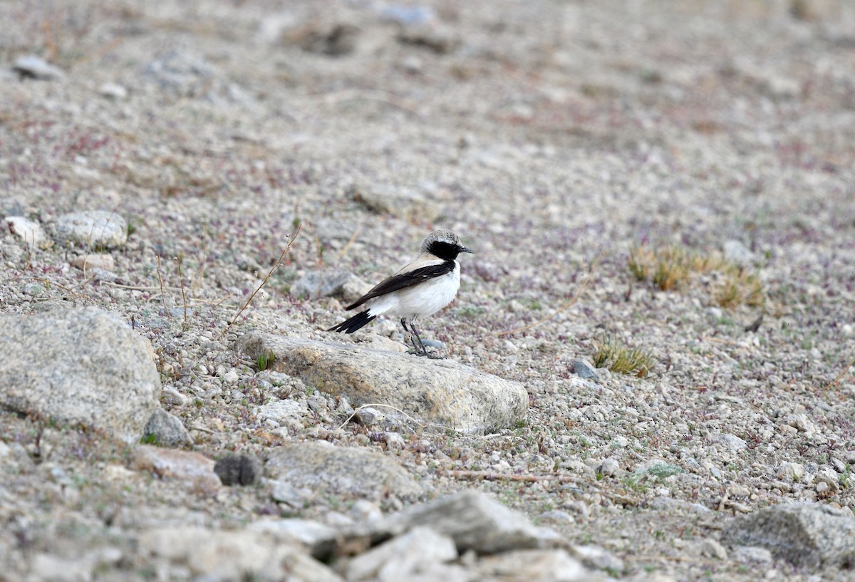 Desert Wheatear - ML621997843