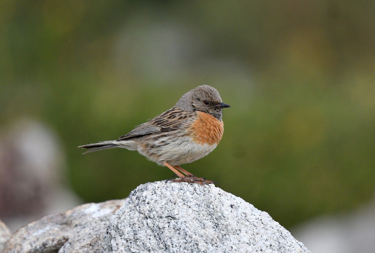 Robin Accentor - ML621997848