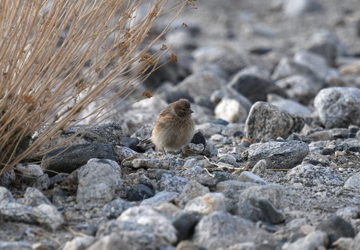 Twite - ML621997853