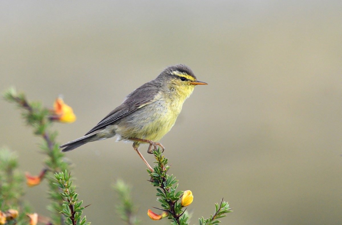 Tickell's Leaf Warbler (Tickell's) - ML621997856