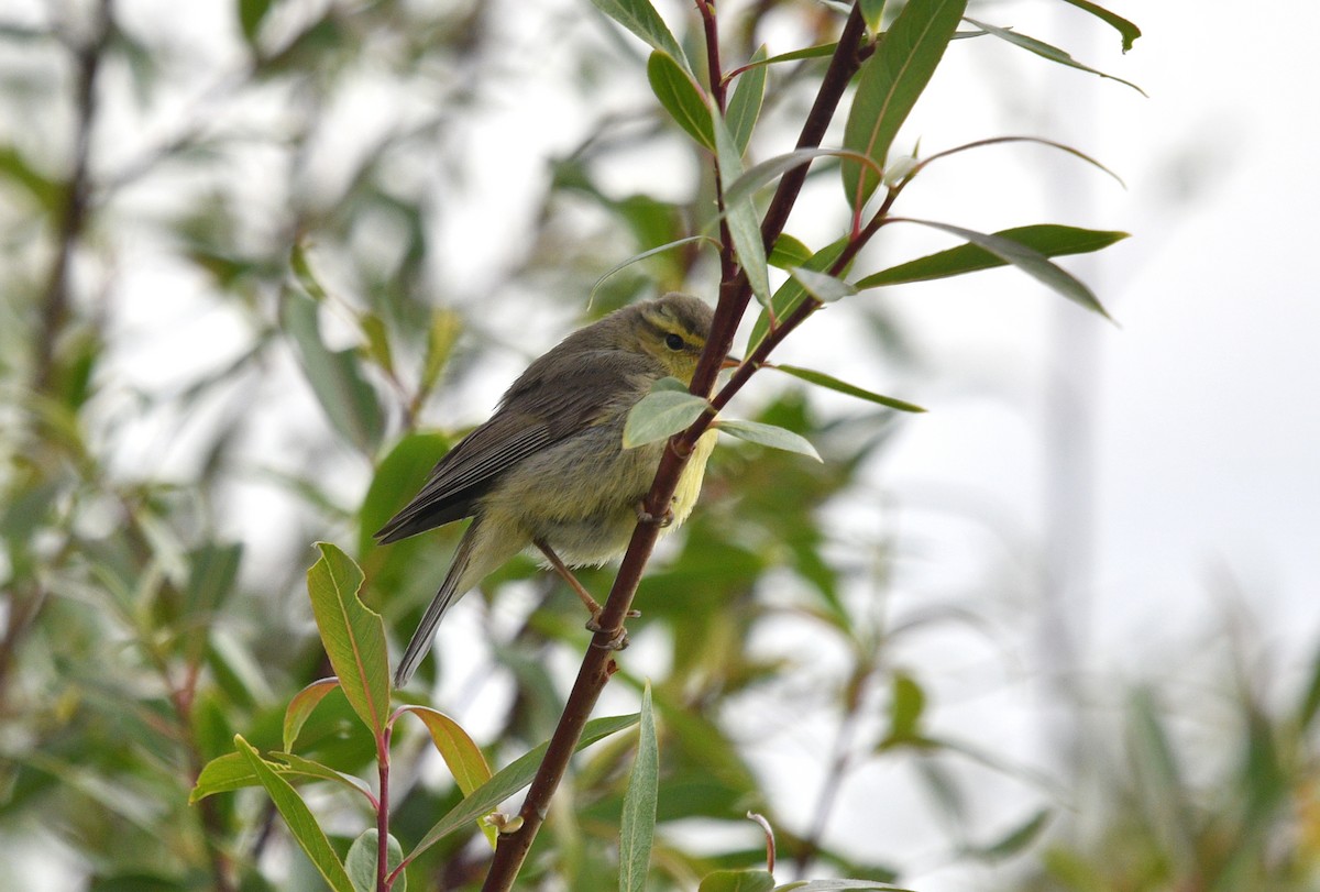 Tickell's Leaf Warbler (Tickell's) - ML621997857