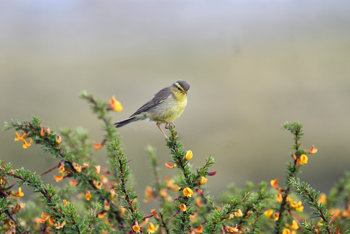 Tickell's Leaf Warbler (Tickell's) - ML621997858