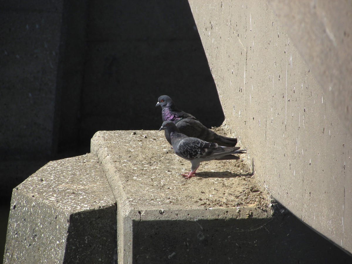 Pigeon biset (forme domestique) - ML621997875