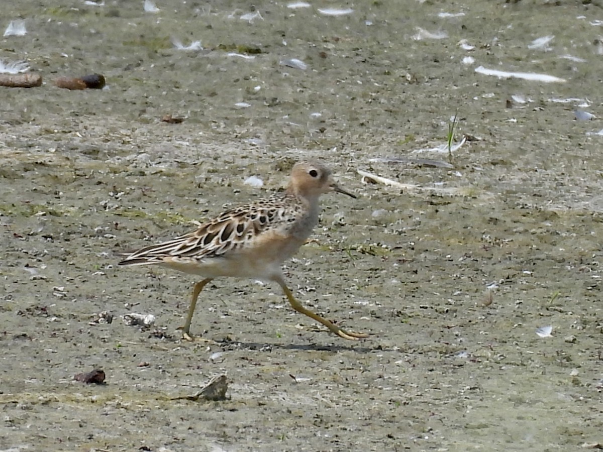 Buff-breasted Sandpiper - ML621997895