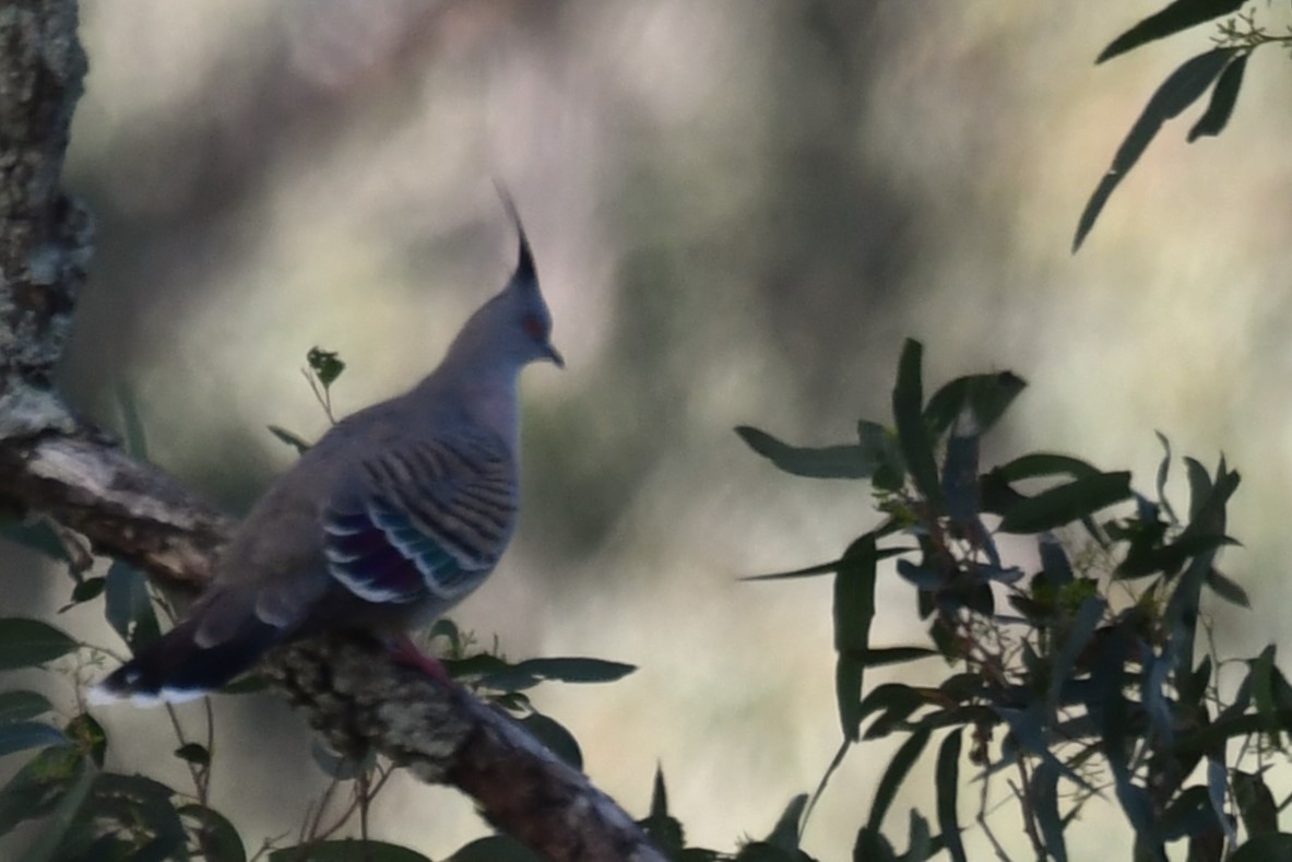 Crested Pigeon - ML621997921