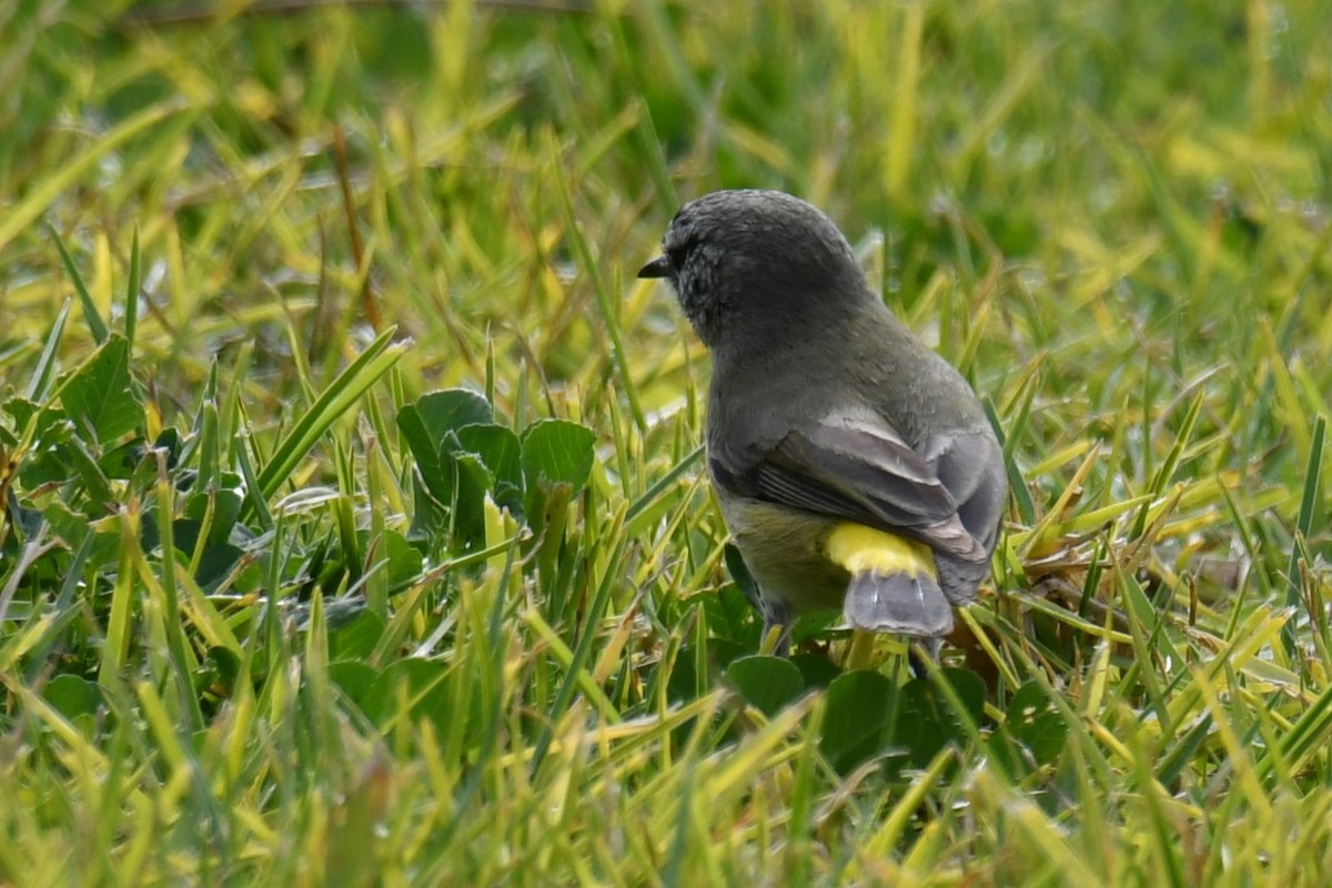 Yellow-rumped Thornbill - ML621997933