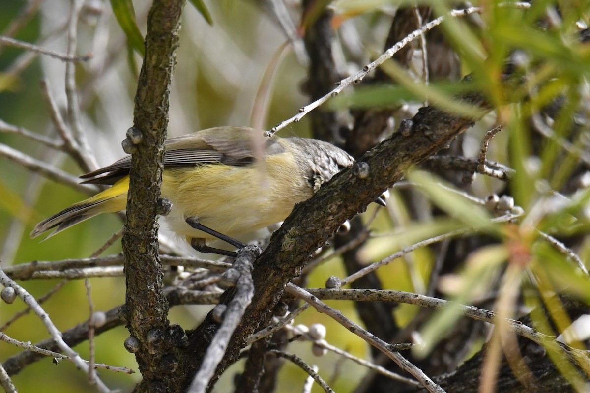 Yellow-rumped Thornbill - ML621997934