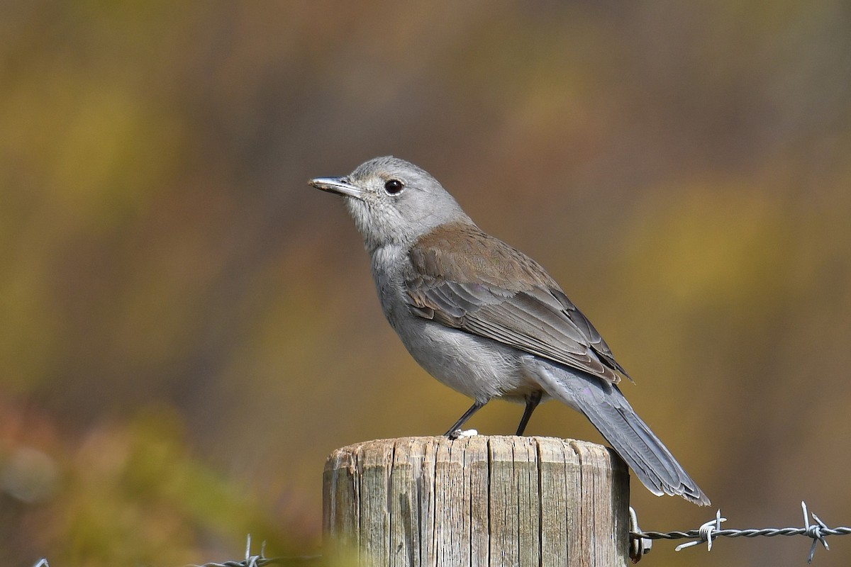 Gray Shrikethrush - ML621997936