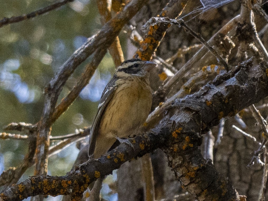 Black-headed Grosbeak - ML621997941