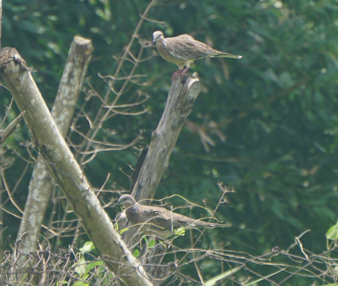 Spotted Dove - ML621998002