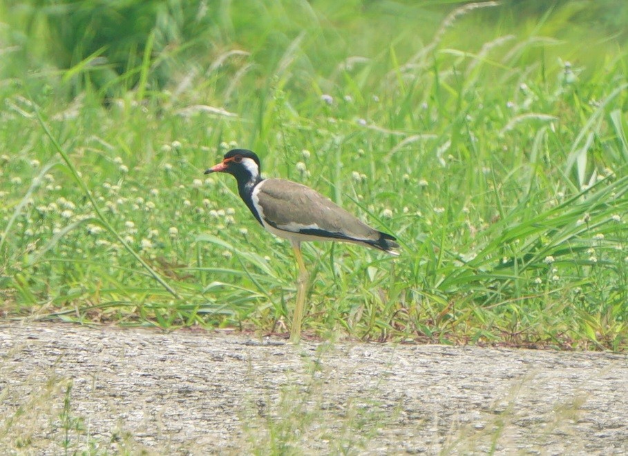 Red-wattled Lapwing - ML621998005