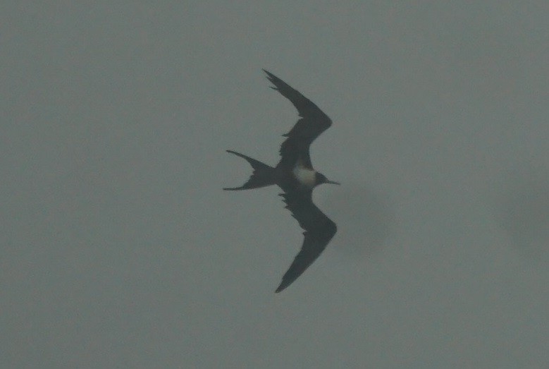 Lesser Frigatebird - ML621998007