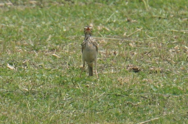 Paddyfield Pipit - Thura  Soe Min Htike