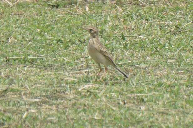 Paddyfield Pipit - ML621998015