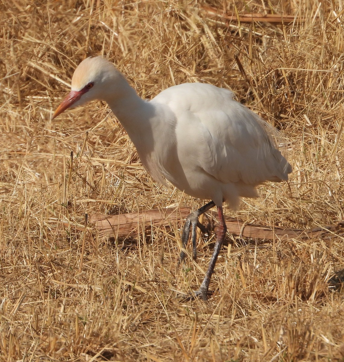 Египетская цапля (ibis) - ML621998026