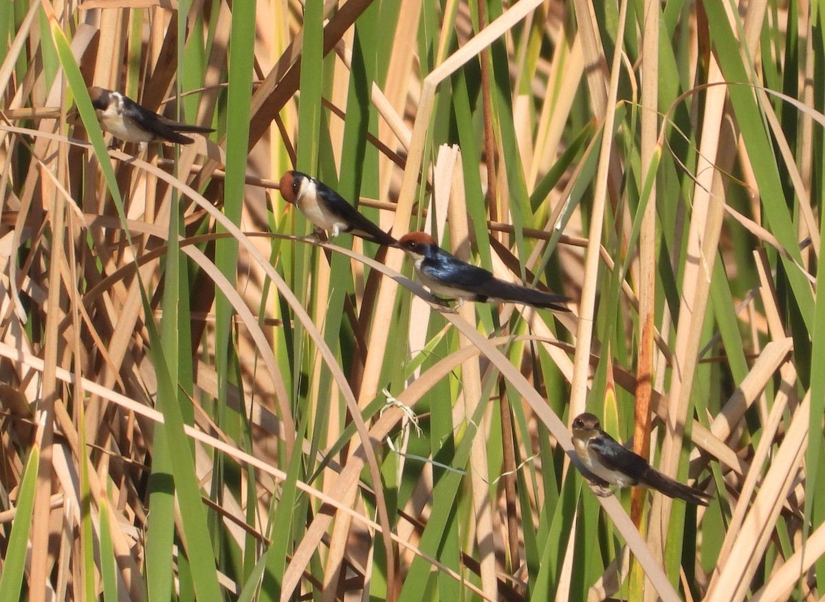 Wire-tailed Swallow - ML621998049