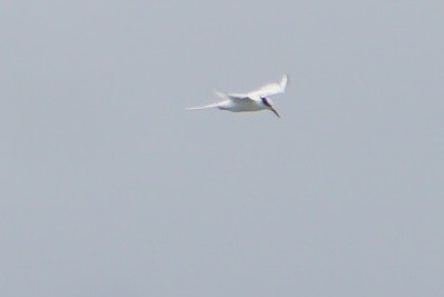 Black-naped Tern - ML621998074