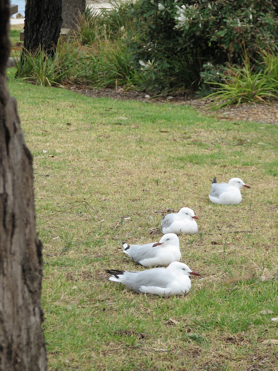 Silver Gull - ML621998148