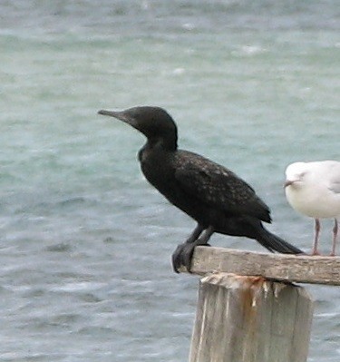 Little Black Cormorant - ML621998159