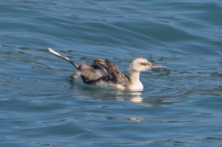 Pacific Loon - ML621998267