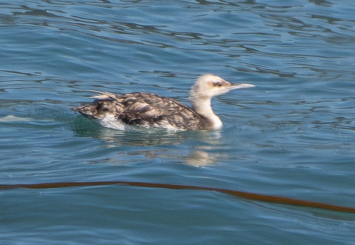 Pacific Loon - ML621998268