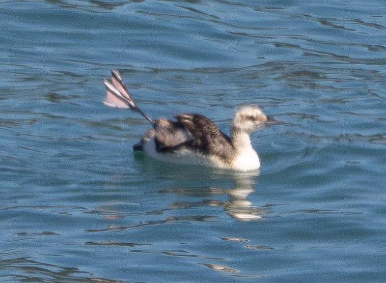 Pacific Loon - ML621998269