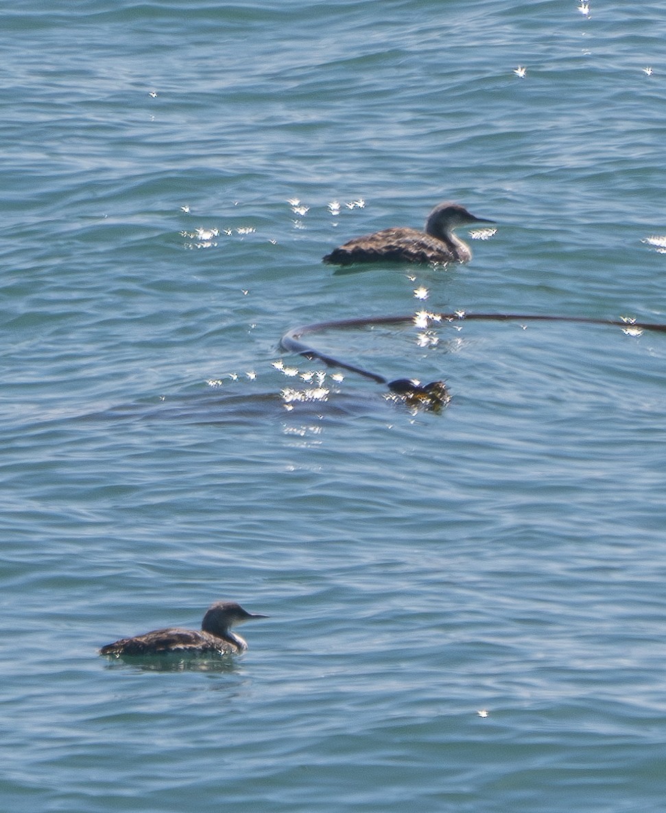 Pacific Loon - ML621998271