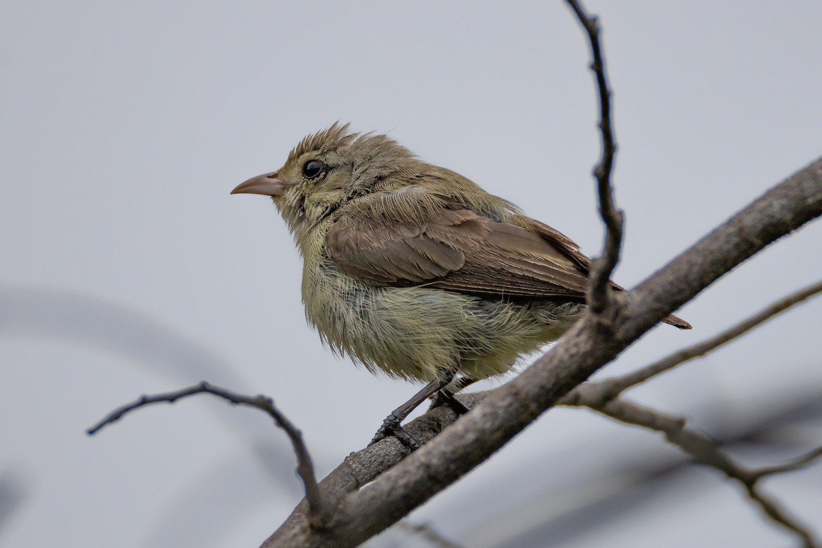 Pale-billed Flowerpecker - ML621998322