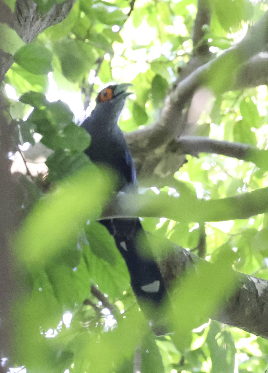 Chestnut-bellied Malkoha - ML621998355