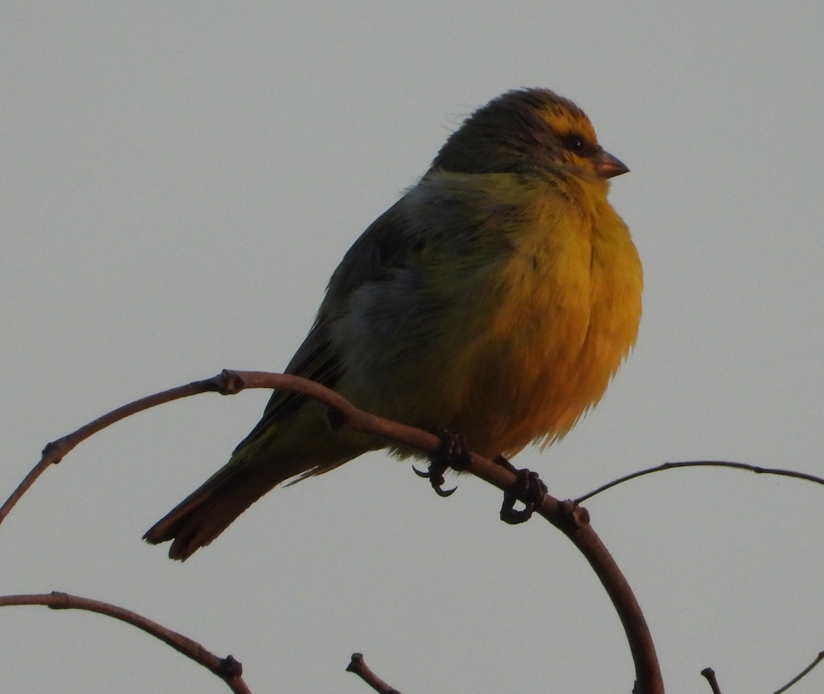 Yellow-fronted Canary - ML621998385