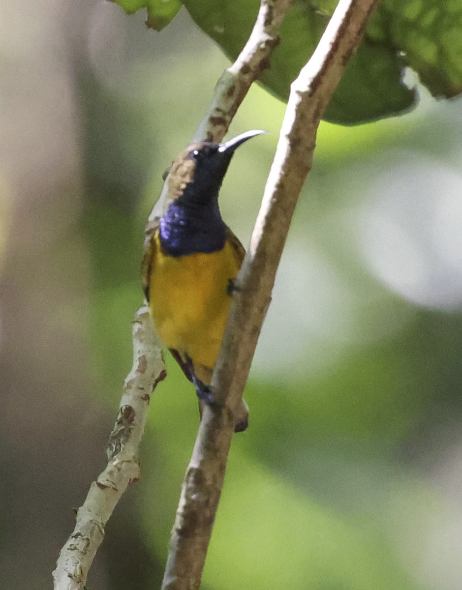 Ornate Sunbird - ML621998387